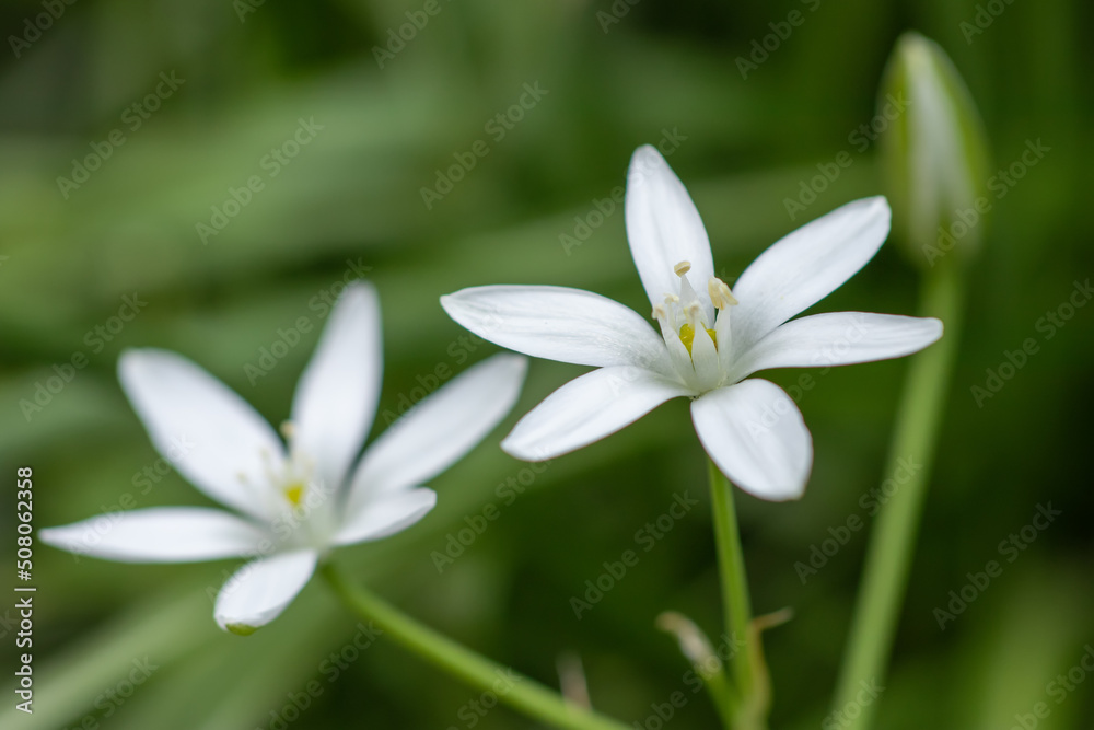 Ornithogalum flowers. beautiful bloom in the spring garden. Many white flowers of Ornithogalum. Ornithogalum flowers. beautiful bloom in the spring garden. Many white flowers of Ornithogalum.
