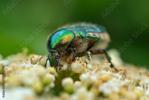 Rose Chafer. Cetonia Aurata or metallic beetle eats pollen on white flowers © eliosdnepr