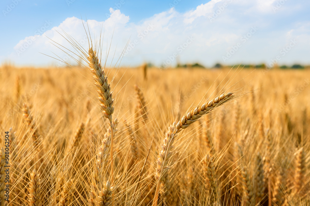 Ripe wheat field nature scenery in summer field. Agricultural scene.