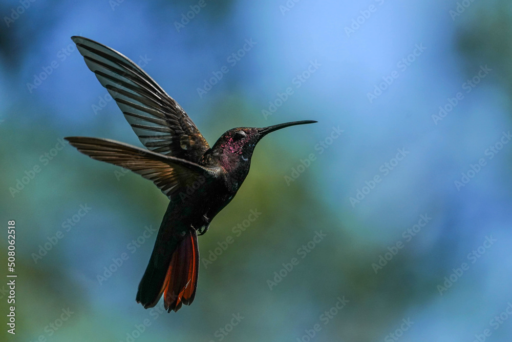 Fototapeta premium Black-throated Mango Hummingbird - Flight