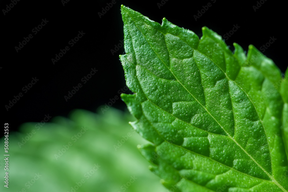 Mint leaf closeup isolated on black background Mint leaf closeup isolated on black background
