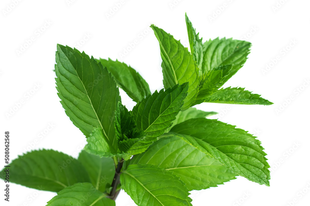 Collection of fresh mint leaves, isolated on white background Collection of fresh mint leaves, isolated on white background