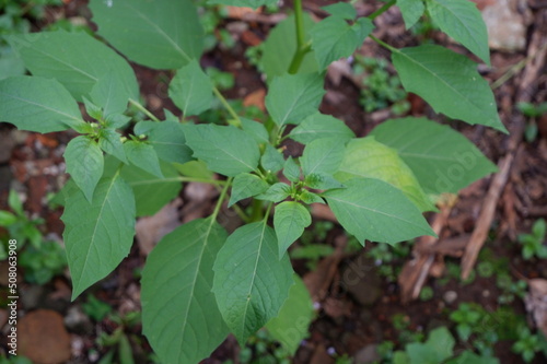 leaves in the forest, physalis plant or ceplukan in garden, tanaman cipulukan untuk obat herbal tradisional sebagai obat penyakit diabetes