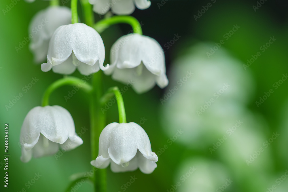 Spring flower lily of the valley. Lily of the valley. Flower Spring Sun White Green Background Horizontal. Spring flower lily of the valley. Lily of the valley. Flower Spring Sun White Green Background Horizontal.