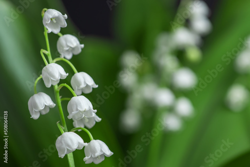Spring flower lily of the valley. Lily of the valley. Flower Spring Sun White Green Background Horizontal.