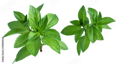 Collection of fresh mint leaves, isolated on white background