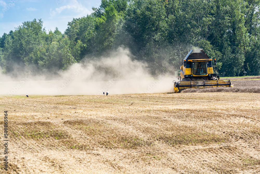Fototapeta premium Januszew, Poland - August 13, 2021. Yellow combine harwesting on Summer field and storks are waiting for quarry