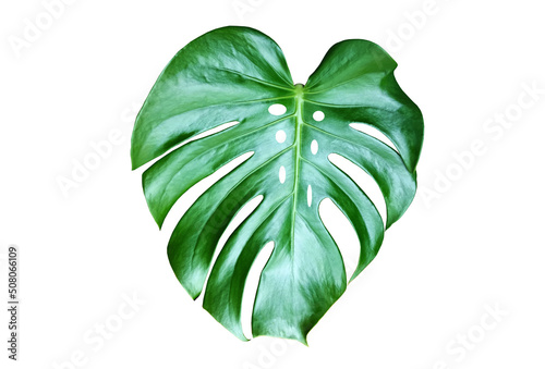 Top veiw, Bright fresh monstera leaf isolated on white background for stock photo or advertisement, Genus of flowering plants, Tropical flora summer