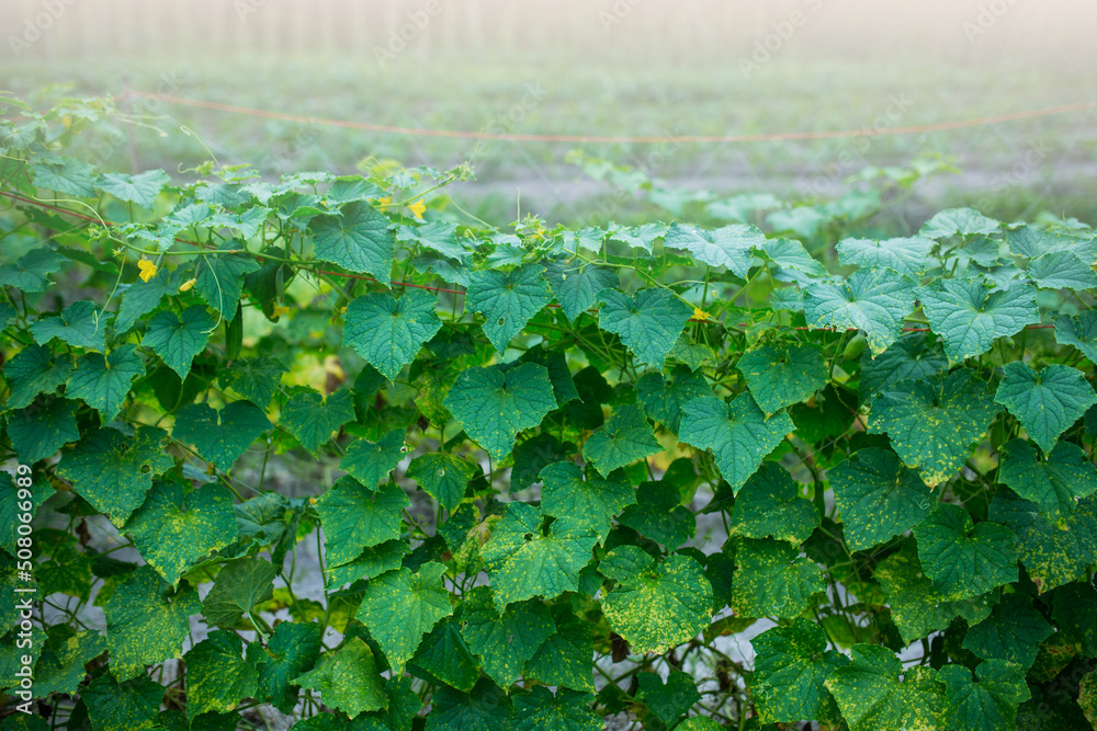 Cucumber plant,Thai herb,Plant green leaves.vegetables in the garden Cucumber plant,Thai herb,Plant green leaves.vegetables in the garden