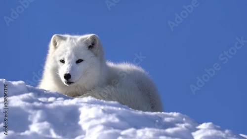 White furry polar fox waking up and looking into camera before going back to sleep in slow motion - Relaxing on snow with beautiful sunlight hitting fur and blue sky background - Alopex Lagopus photo