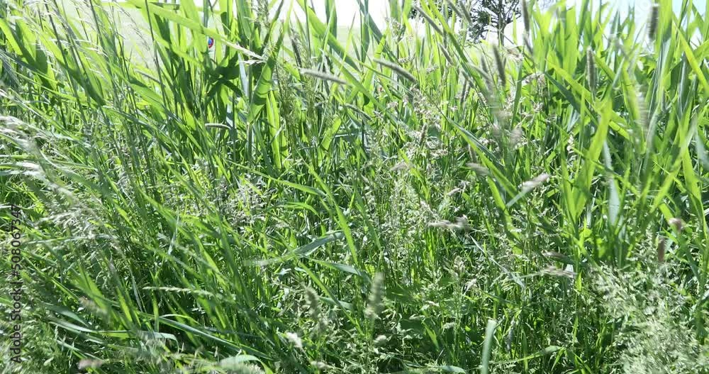 Wind weht durch hohes Gras 