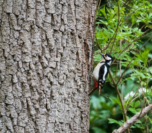 Great Spotted Woodpecker or Dendrocopos major