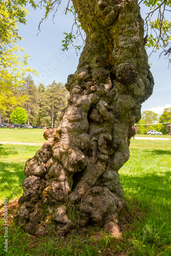 Ild gnarly tree photo