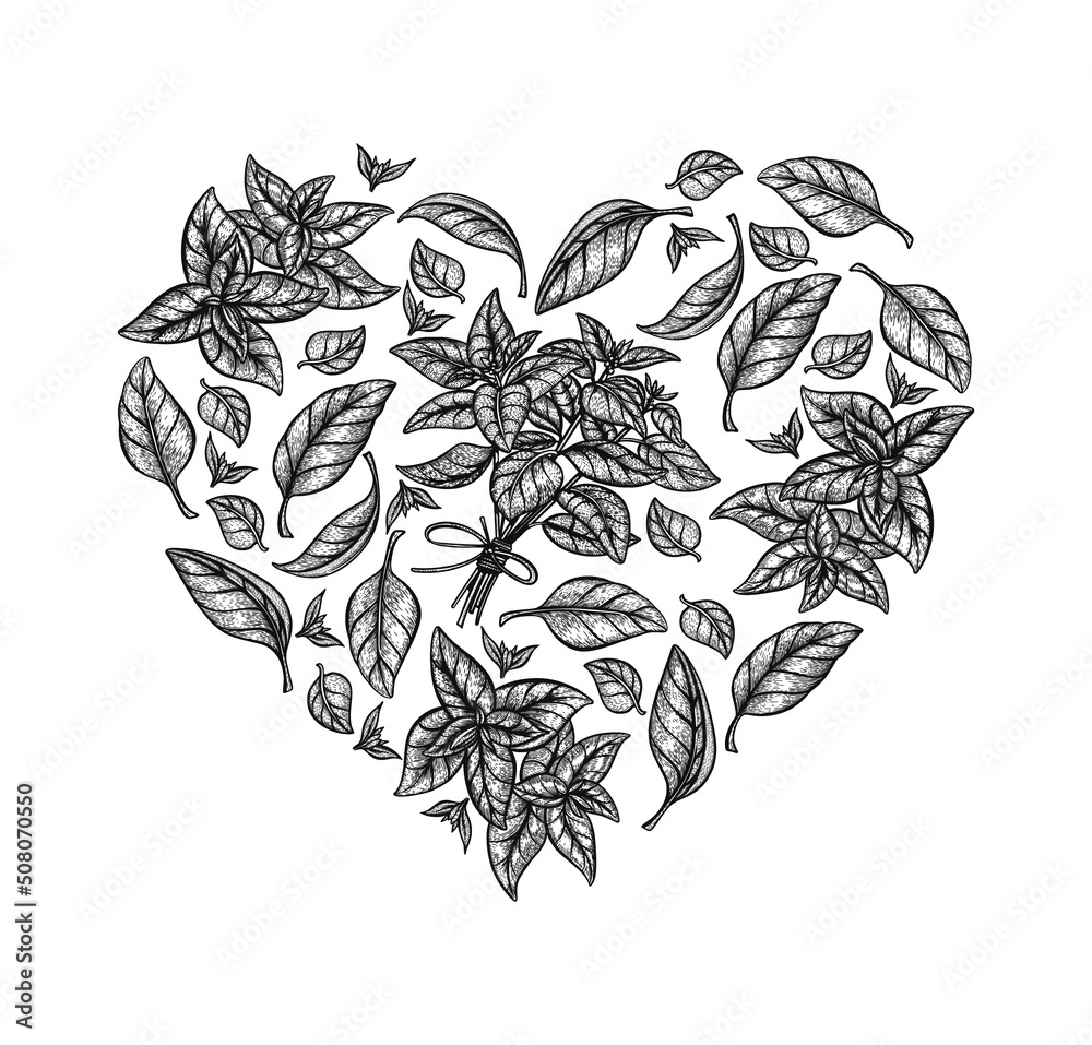 Fototapeta premium Basil heart. Hand drawn vector illustration for cafe, menu. Vegetarian food