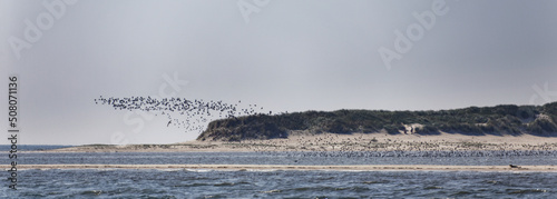 Vogelschwarm im Wattenmeer photo