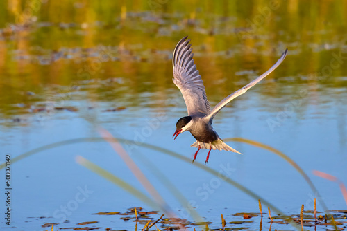 Common Tern in different poses during the spring.