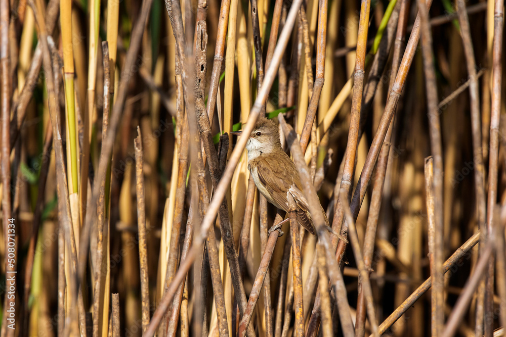 Great reed warbler Acrocephalus arundinaceus in a natural habitat. Great reed warbler Acrocephalus arundinaceus in a natural habitat.