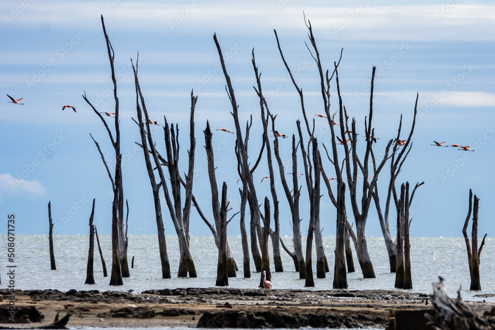 flamingos between branches flamingos between branches
