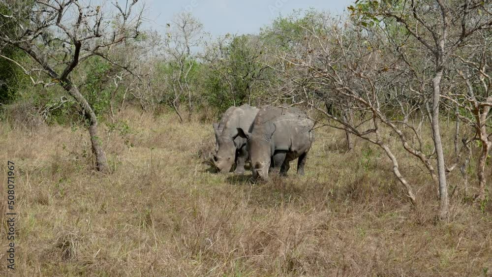 African White Rhinos Graze In The Bush African White Rhinos Graze In The Bush