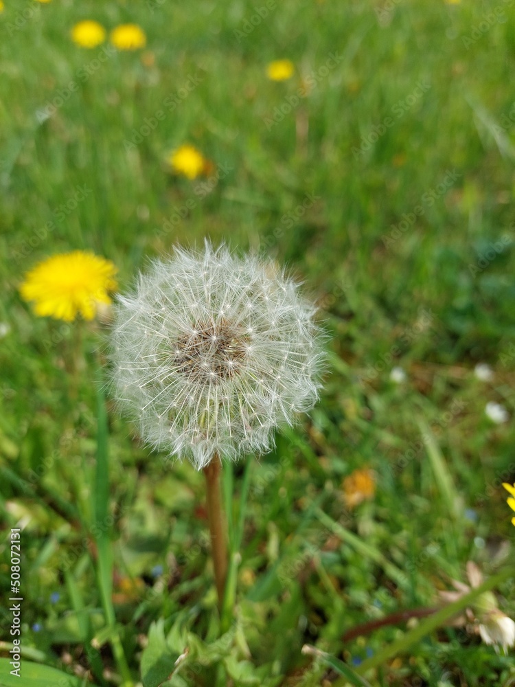 Dandelion