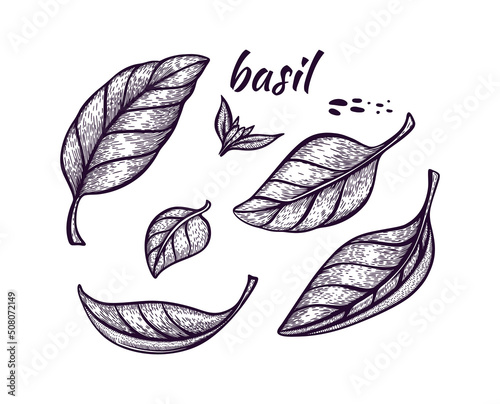 Basil. Spice illustration set. Hand-drawn. Vector illustration. Detailed sketch of an organic product.