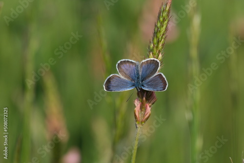 Close up of a silver studded blue butterfly photo