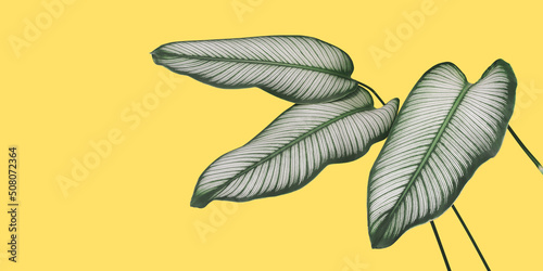 Green with White Stripes Leaves of Calathea majestica Plant on Yellow Background as Tropical Summer Background Cover Page photo