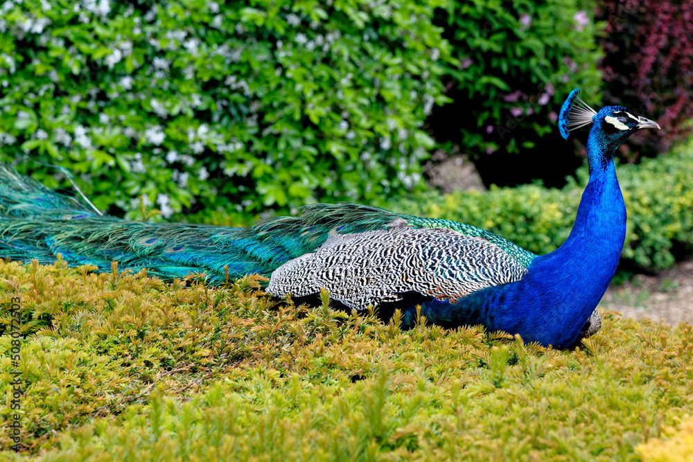 Peacock at Warwick castle garden Peacock at Warwick castle garden