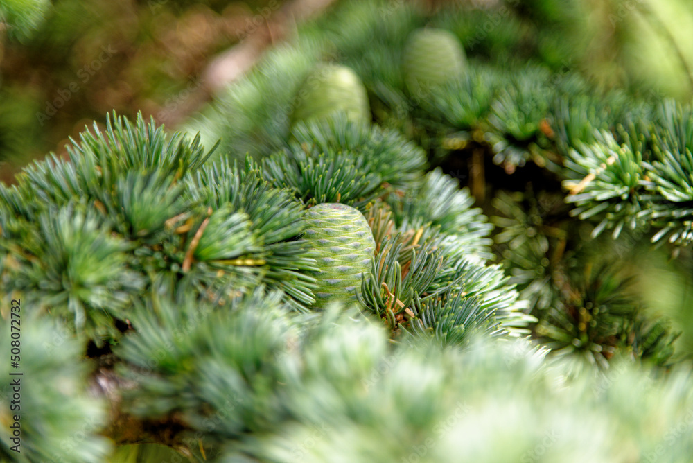 Christmas tree branches - Evergreen forest or wood Christmas tree branches - Evergreen forest or wood