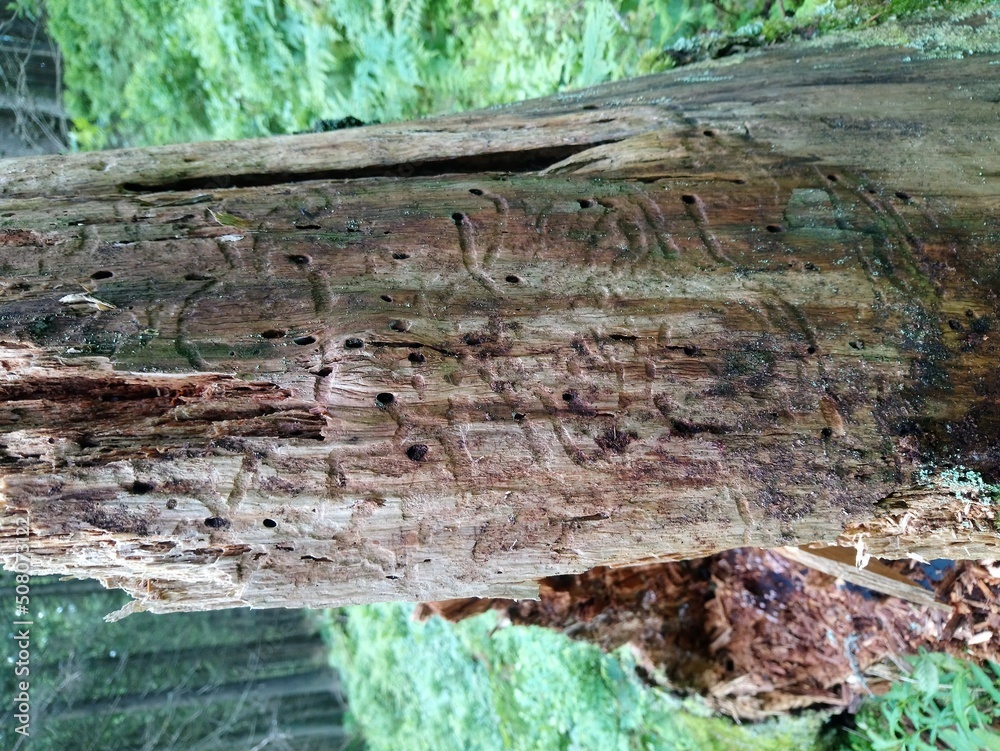 dead tree in the Carpathian forest