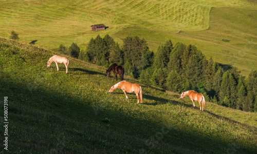 Horses at Seiser Alm in the Dolomites mountains