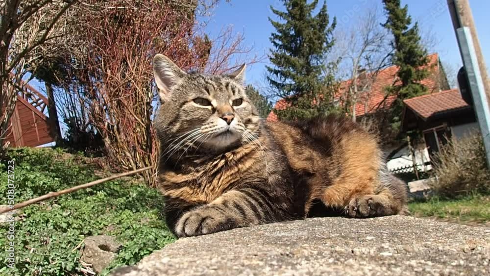 Lustiges Video von einer kleinen dicken Katze die mit einem Stöckchen geärgert wird
