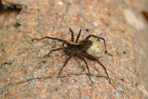 Closeup on a female wolf spider, Pardosa, sitting with her eggs on a piece of wood