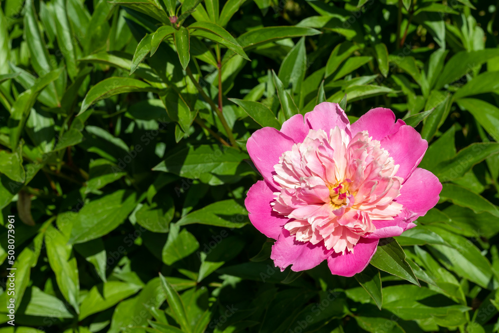 Rose peony bush in a flower garden. Delicate background for your design. Place for text. Selective focus. Rose peony bush in a flower garden. Delicate background for your design. Place for text. Selective focus.