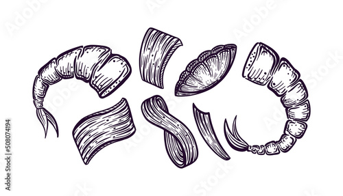 shrimp hand drawing. Shrimma seafood set, shrimp, shell. vector illustration
