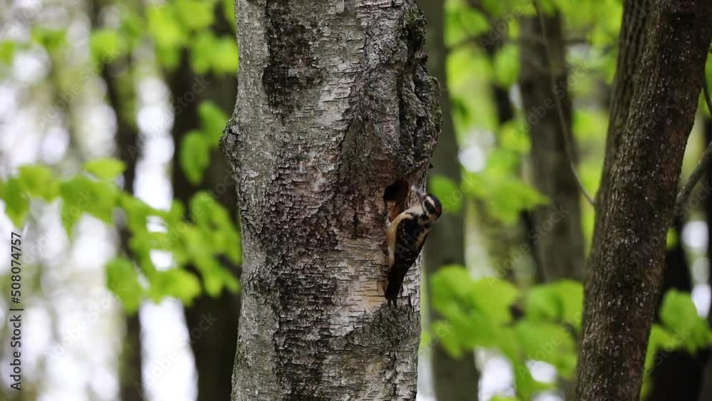 The hairy woodpecker (Leuconotopicus villosus) brings food for chicks to the nest cavity The hairy woodpecker (Leuconotopicus villosus) brings food for chicks to the nest cavity
