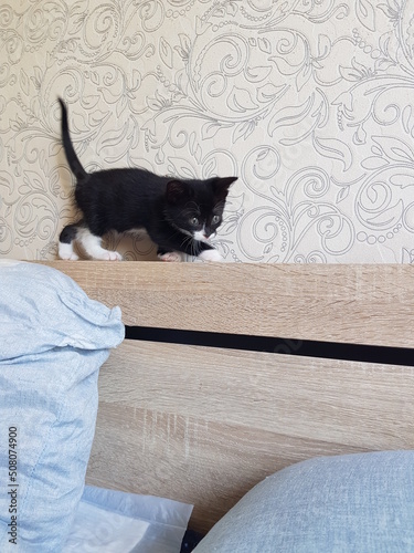cat on the floor
