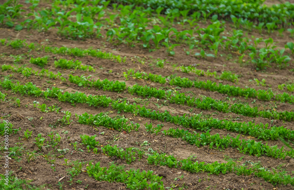 Vegetable garden growing lettuce and onions. Selective focus. Vegetable garden growing lettuce and onions. Selective focus.