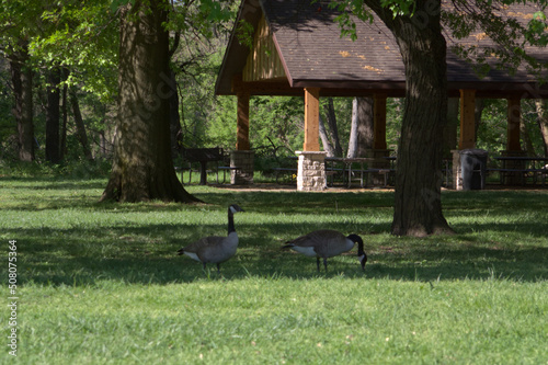 Park geese feeding in a grassy patch.