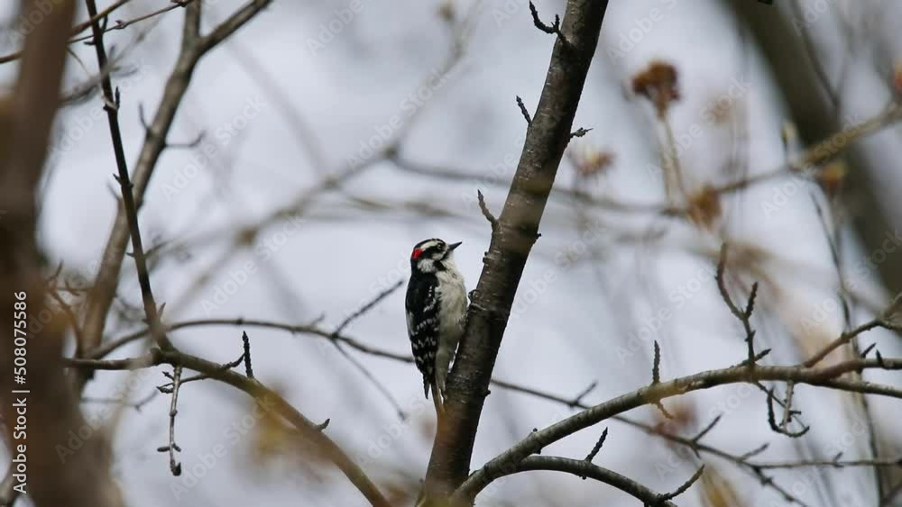  The downy woodpecker (Dryobates pubescens) The smallest woodpecker in North America.