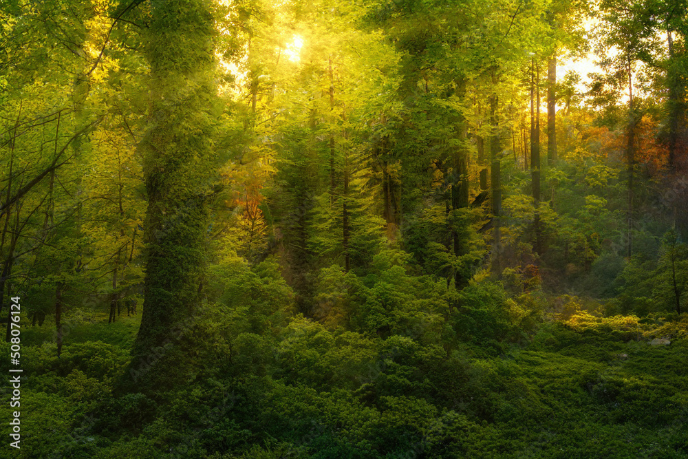 Obraz premium autumn forest in the morning
