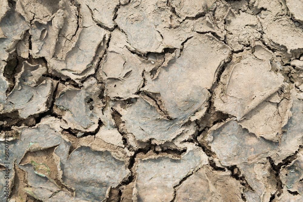 Fototapeta premium cracked earth texture pattern