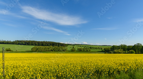 Obraz na plátne landscape with yellow rape field, meadows and forests