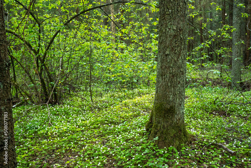 Fototapeta Naklejka Na Ścianę i Meble -  A late spring boreal forest in Estonia, Northern Europe
