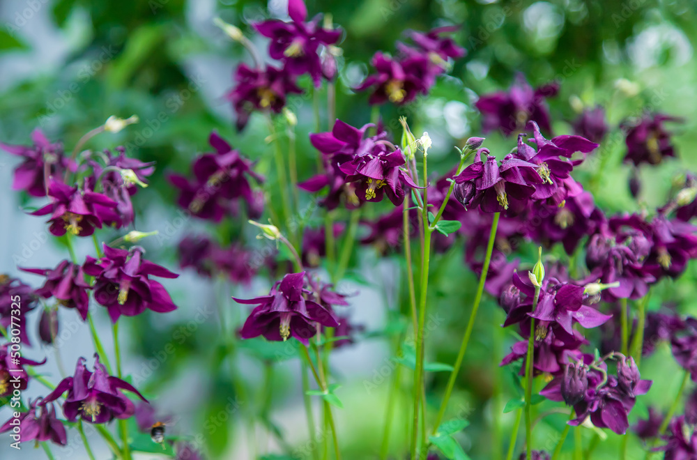 Aquilegia blooms in the garden. Selective focus.