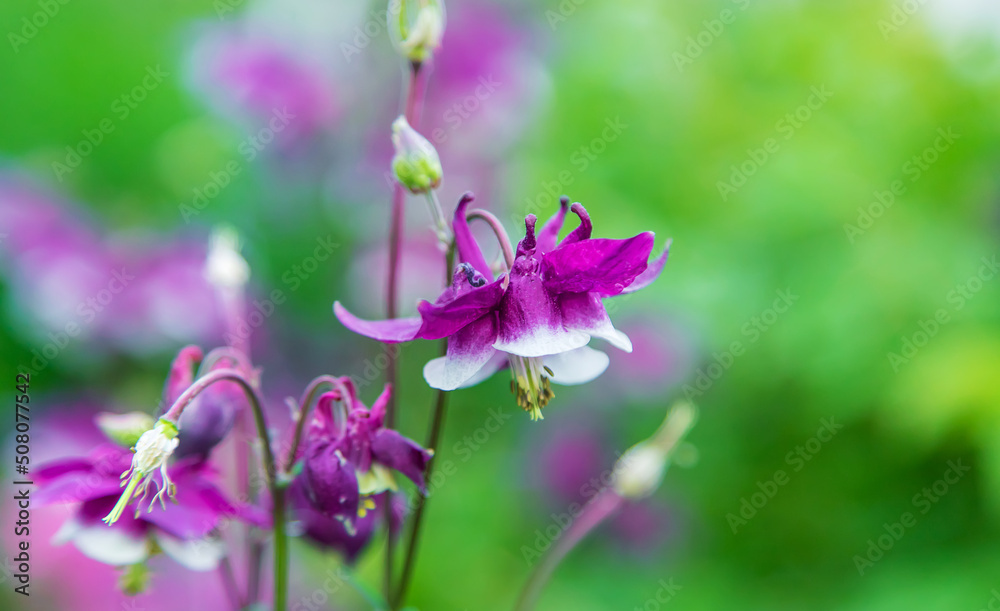 Aquilegia blooms in the garden. Selective focus. Aquilegia blooms in the garden. Selective focus.