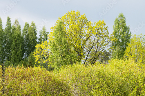 Different green-colored trees on a late spring day in Estonia