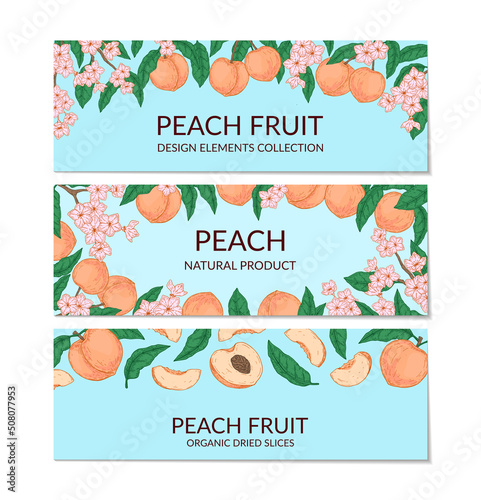 Set of hand drawn peach horizontal designs. Vector illustration in sketch style
