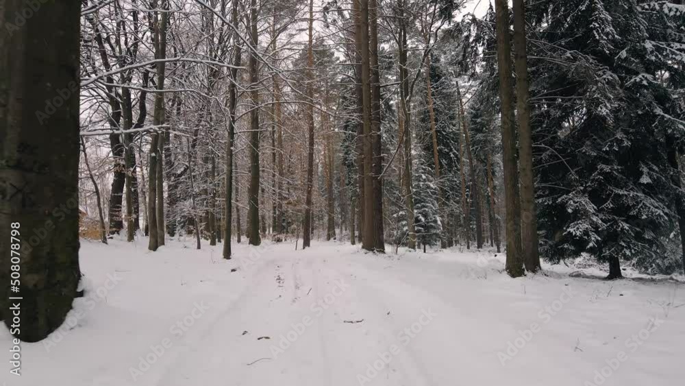 Beautiful winter forest snow scene with deep virgin snow. Flying through the trees during the winter. Beautiful winter forest snow scene with deep virgin snow. Flying through the trees during the winter.