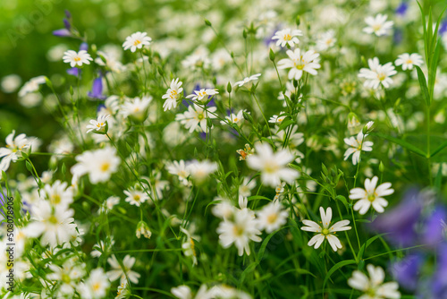 Kwitnąca łąka, białe drobne kwiaty ukryte w zielonej trawie. photo